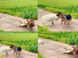 Animal Viral Video