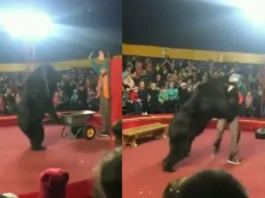Animal Viral Video