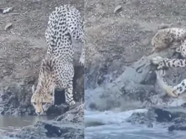 Animal Viral Video