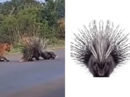 Animal Viral Video