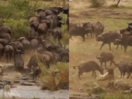 Animal Viral Video