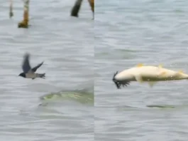 Animal Viral Video