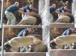 Animal Viral Video
