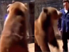 Animal Viral Video