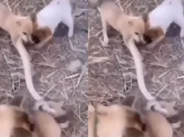 Animal Viral Video