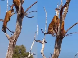 Animal Viral Video