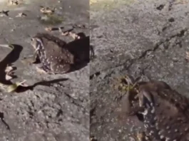 Animal Viral Video