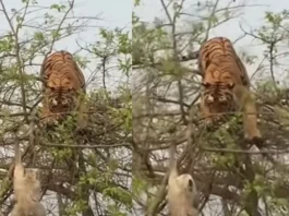 Animal Viral Video
