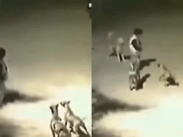 Animal Viral Video