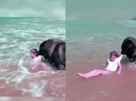 Animal Viral Video
