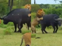 Animal Viral Video