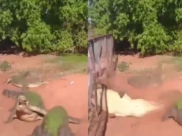 Animal Viral Video