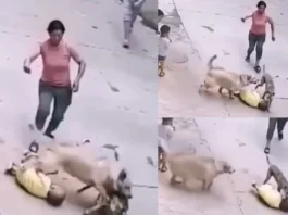 Animal Viral Video