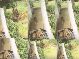 Animal Viral Video