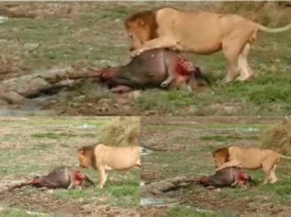 Animal Viral Video
