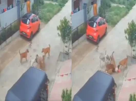 Animal Viral Video