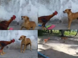 Animal Viral Video