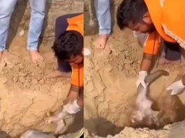 Animal Viral Video