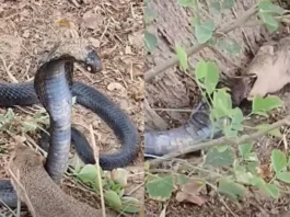 Animal Viral Video