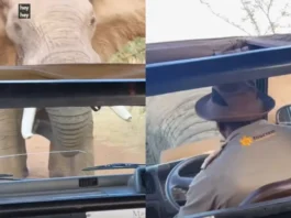 Animal Viral Video