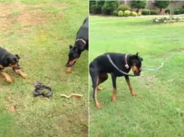 Animal Viral Video
