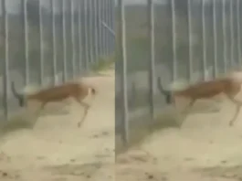 Animal Viral Video