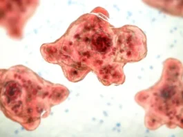 Brain eating Amoeba