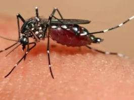 Chandipura Virus