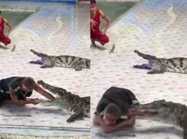 Animal Viral Video