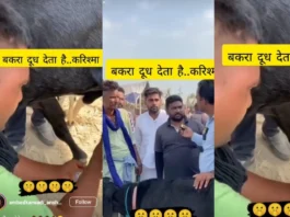 Animal Viral Video
