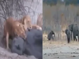 animal viral video