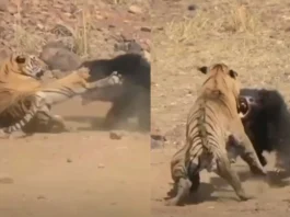 Animal Viral Video