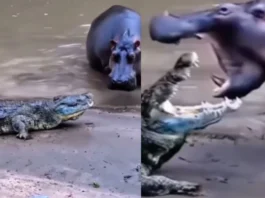 Animal Viral Video