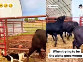 Animal Viral Video