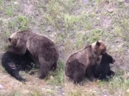 Animal Viral Video