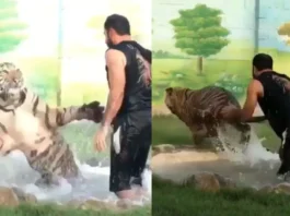 Animal Viral Video