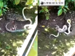 Animal Viral Video