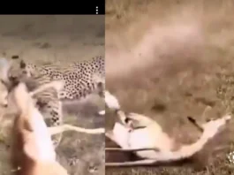 Animal Viral Video