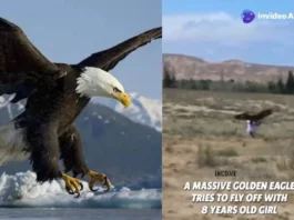 Animal Viral Video: