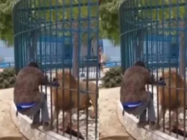 Animal Viral Video
