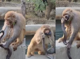 Animal Viral Video