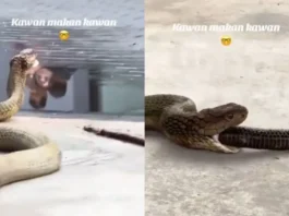 Animal Viral Video