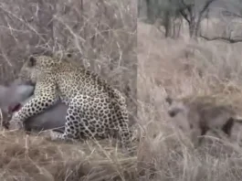Animal Viral Video