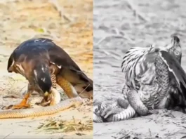 Animal Viral Video
