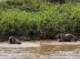 Animal Viral Video