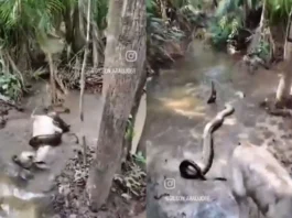 Animal Viral Video