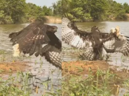Animal Viral Video