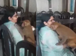 Animal Viral Video