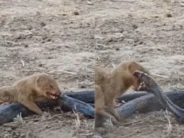 Animal Viral Video