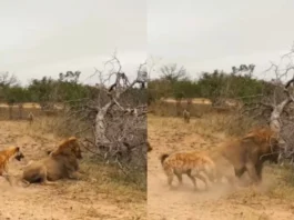 Animal Viral Video
